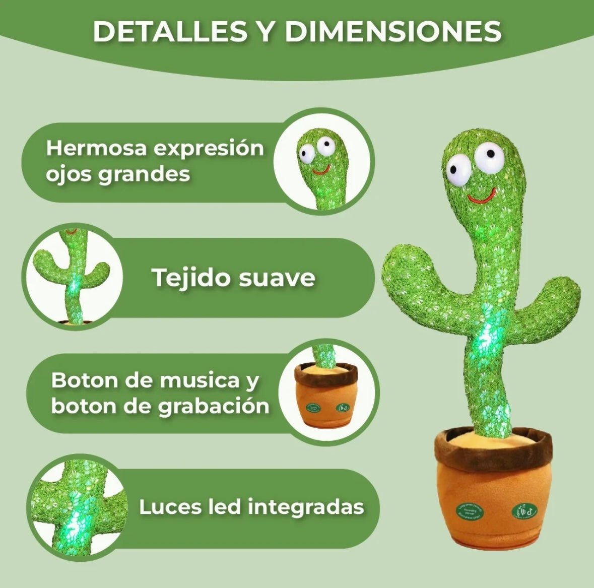 Cactus Bailarín + Envio Gratis